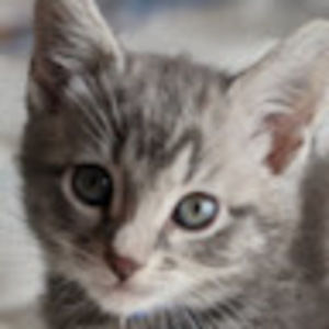 Meet your Posher, Mackenzie